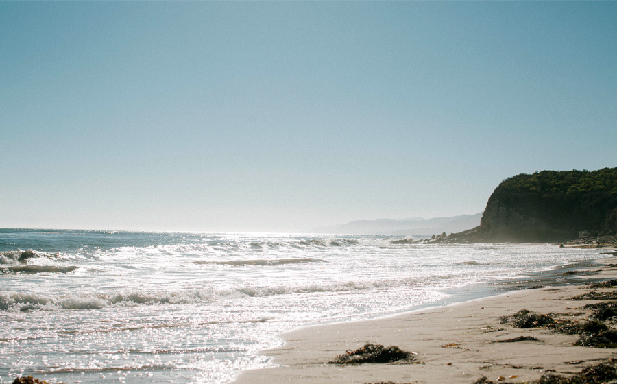 Marine and bird life along the Santa Barbara coast