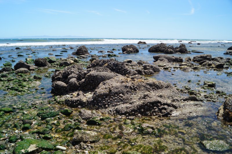 Tide pools along the Santa Barbara coast at low tide