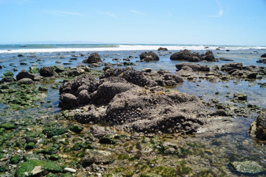 Exploring Tide Pools In The Santa Barbara Area